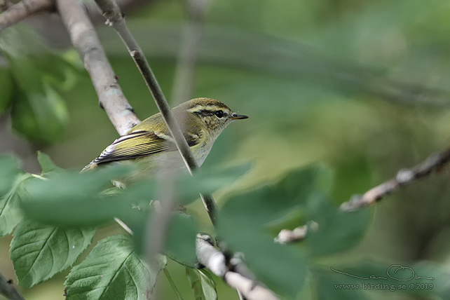 TAIGASÅNGARE / YELLOW-BROWED WARBLER (Phylloscopus inornatus) - stor bild / full size