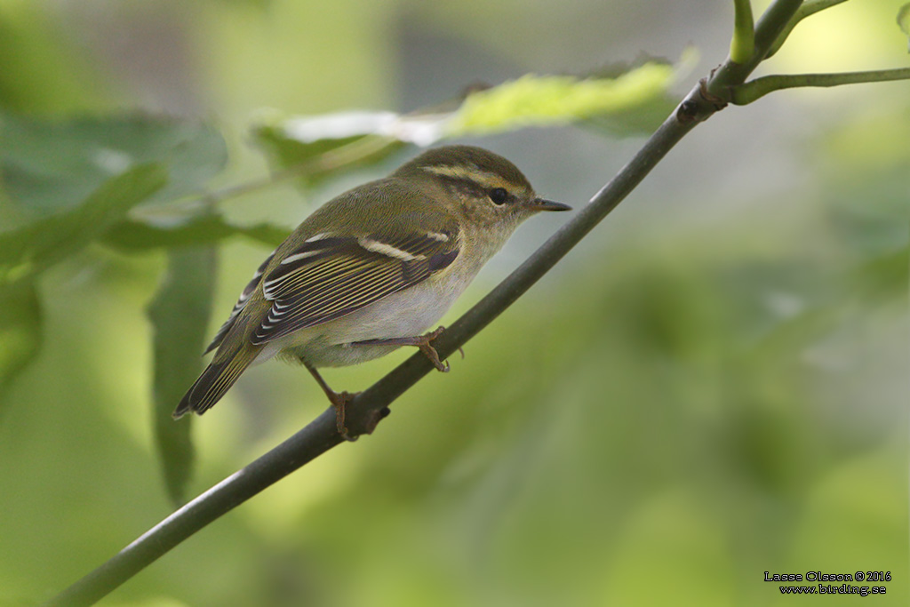 TAIGASÅNGARE / YELLOW-BROWED WARBLER (Phylloscopus inornatus) - Stäng / Close