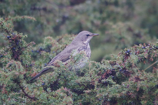 SVARTHALSAD TRAST / BLACK-THROATED THRUSH (Turdus atrogularis) - stor bild/ full size