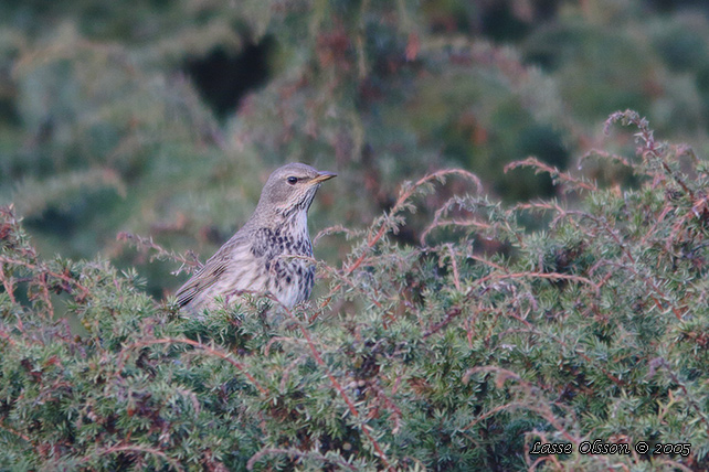 SVARTHALSAD TRAST / BLACK-THROATED THRUSH (Turdus atrogularis) - stor bild/ full size