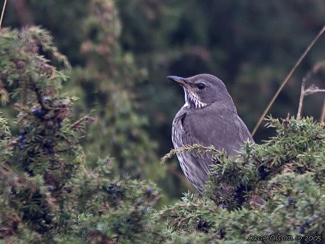 TAIGATRAST / BLACK-THROATED THRUSH (Turdus ruficollis)