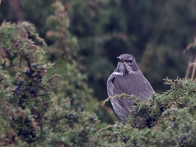 TAIGATRAST / BLACK-THROATED THRUSH (Turdus ruficollis)