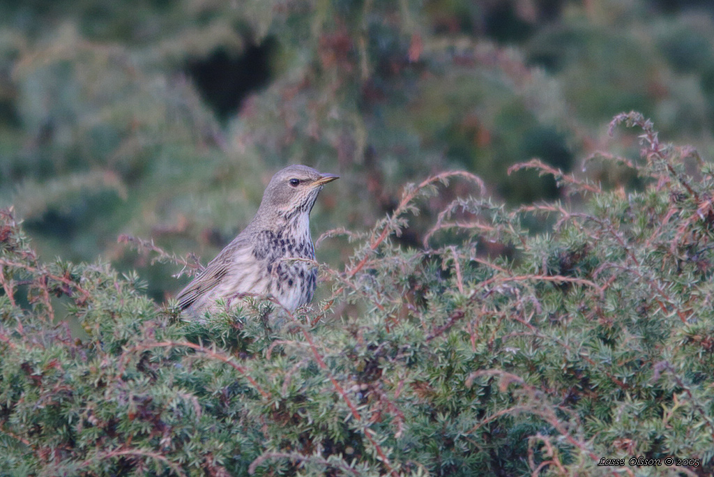 SVARTHALSAD TRAST / BLACK-THROATED THRUSH (Turdus atrogularis) - Stng / Close