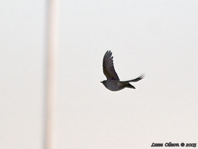 TAIGATRAST / BLACK-THROATED THRUSH (Turdus ruficollis)