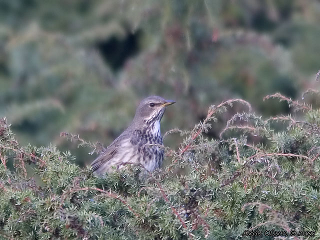 TAIGATRAST / BLACK-THROATED THRUSH (Turdus ruficollis)