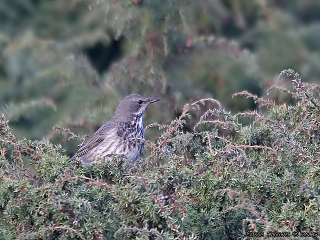 TAIGATRAST / BLACK-THROATED THRUSH (Turdus ruficollis)