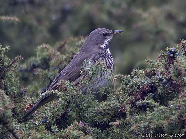 TAIGATRAST / BLACK-THROATED THRUSH (Turdus ruficollis)