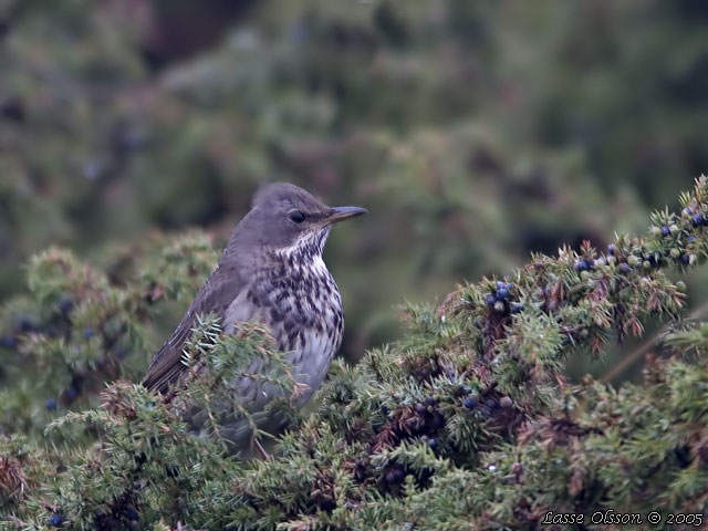 TAIGATRAST / BLACK-THROATED THRUSH (Turdus ruficollis)