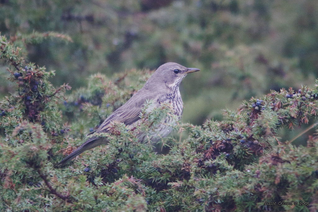 SVARTHALSAD TRAST / BLACK-THROATED THRUSH (Turdus atrogularis) - Stng / Close