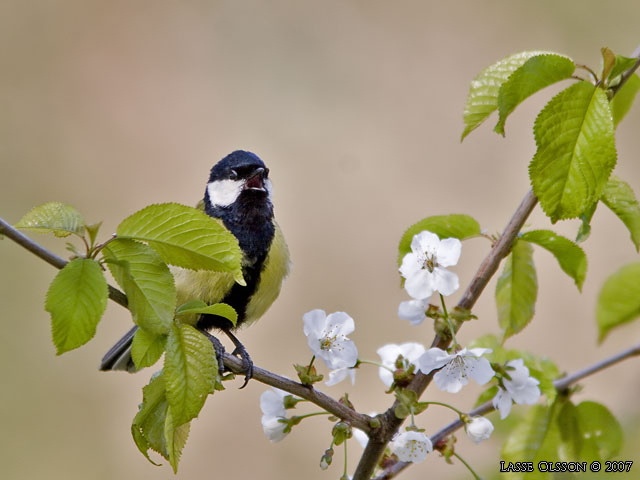 TALGOXE / GREAT TIT (Parus major) - stor bild / full size