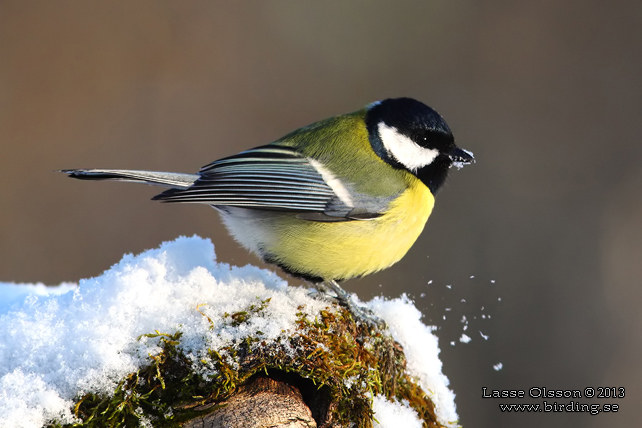 TALGOXE / GREAT TIT (Parus major) - stor bild / full size