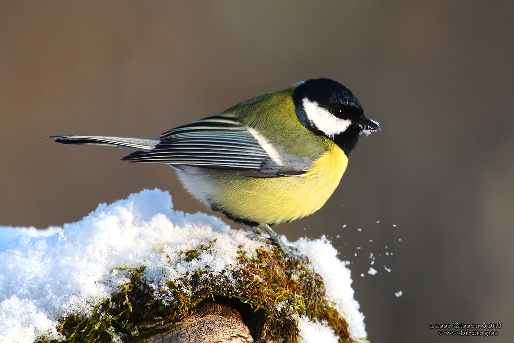 TALGOXE / GREAT TIT (Parus major) - Stng / Close