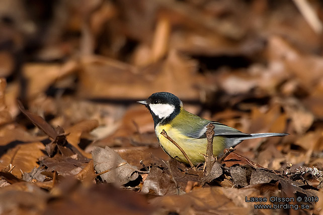 TALGOXE / GREAT TIT (Parus major) - stor bild / full size