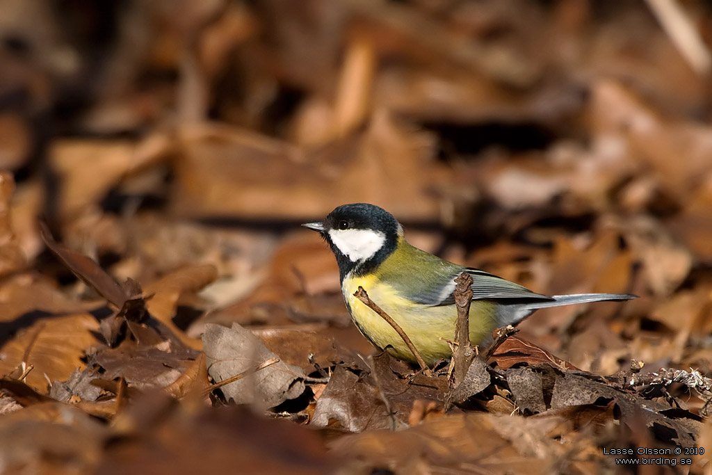 TALGOXE / GREAT TIT (Parus major) - Stng / Close