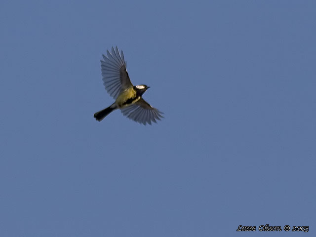 TALGOXE / GREAT TIT (Parus major)