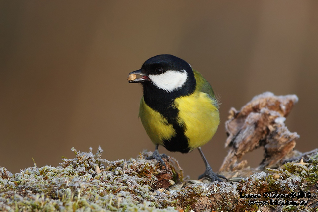 TALGOXE / GREAT TIT (Parus major) - stor bild / full size