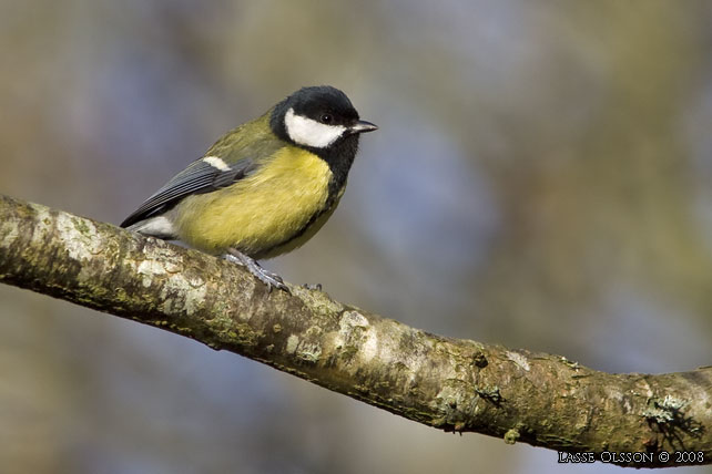 TALGOXE / GREAT TIT (Parus major) - stor bild / full size