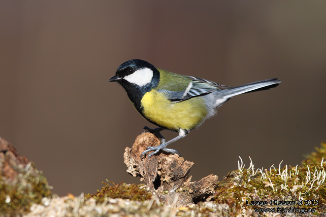 TALGOXE / GREAT TIT (Parus major) - stor bild / full size