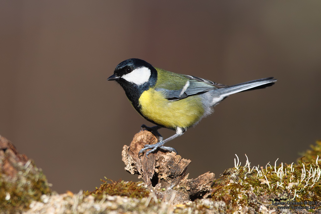 TALGOXE / GREAT TIT (Parus major) - Stng / Close