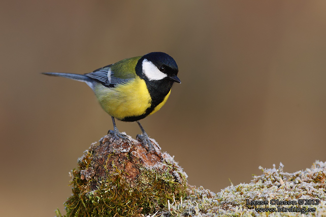 TALGOXE / GREAT TIT (Parus major) - stor bild / full size