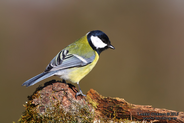 TALGOXE / GREAT TIT (Parus major) - stor bild / full size