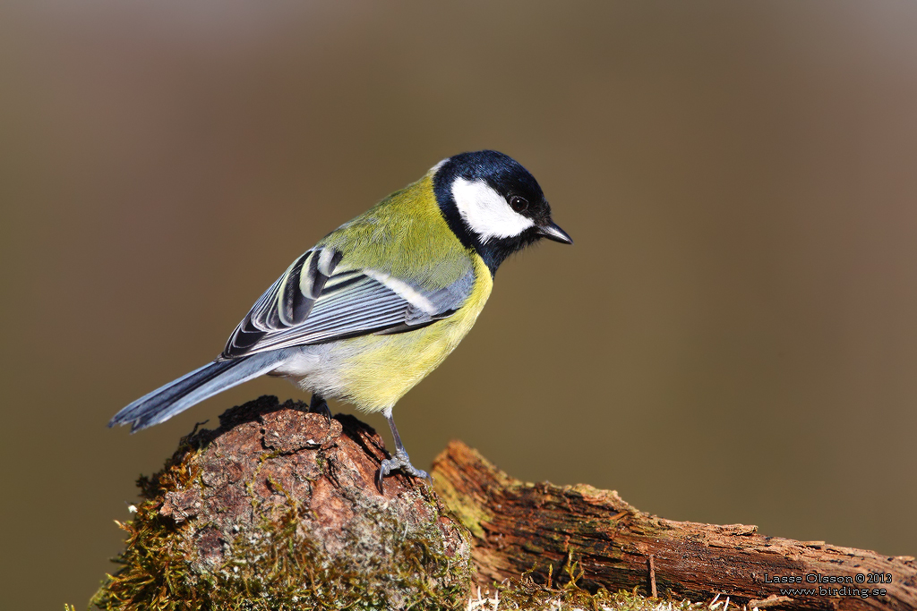 TALGOXE / GREAT TIT (Parus major) - Stng / Close