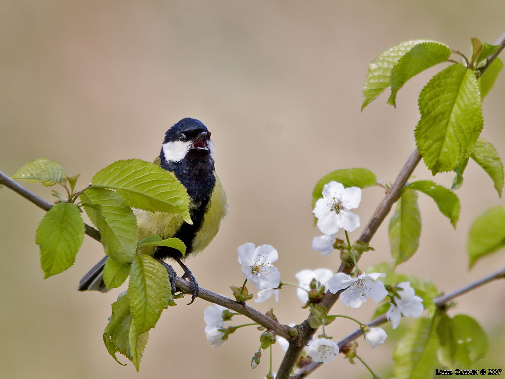 TALGOXE / GREAT TIT (Parus major) - Stng / Close