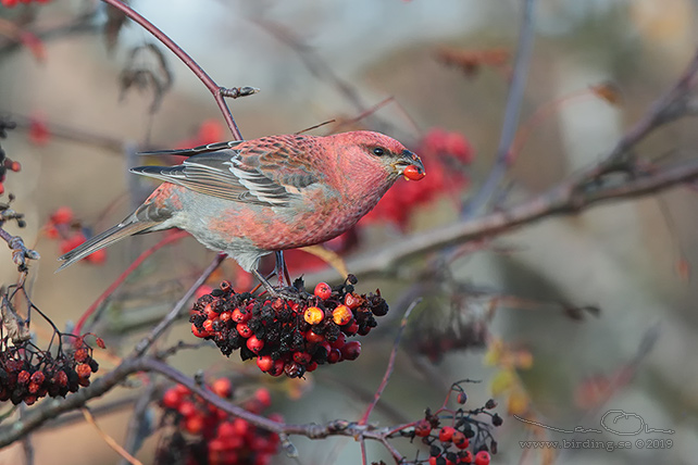 TALLBIT / PINE GROSBEAK (Pinicola enucleator)