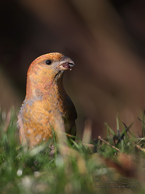 TALLBIT / PINE GROSBEAK (Pinicola enucleator)