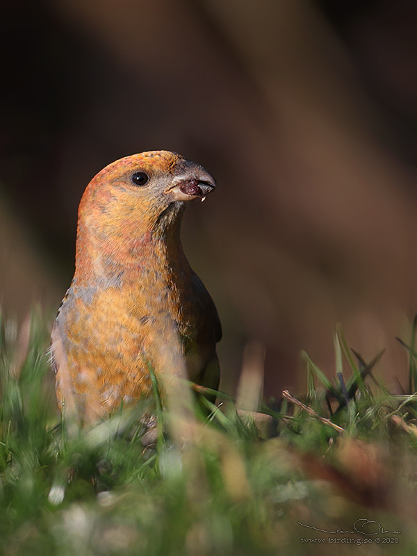 TALLBIT / PINE GROSBEAK (Pinicola enucleator) - Stng / Close