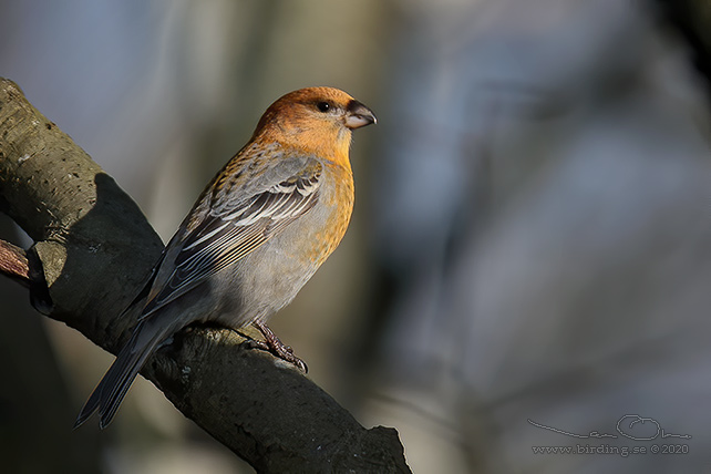 TALLBIT / PINE GROSBEAK (Pinicola enucleator)