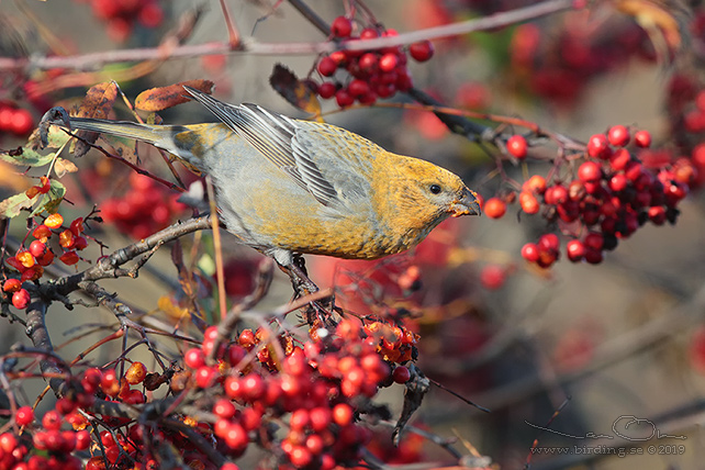 TALLBIT / PINE GROSBEAK (Pinicola enucleator)