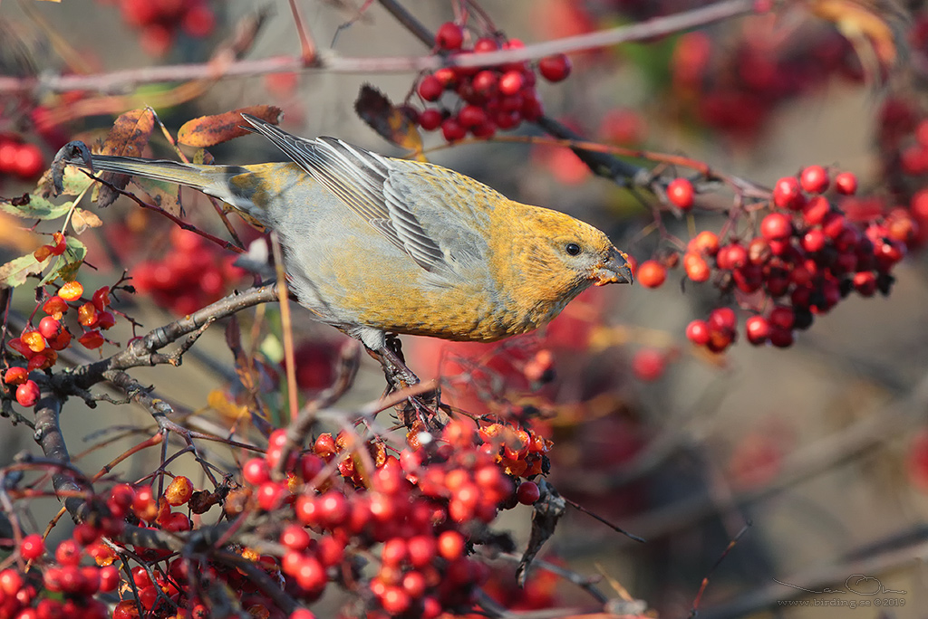 TALLBIT / PINE GROSBEAK (Pinicola enucleator) - Stng / Close
