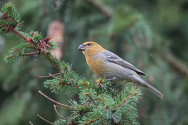 TALLBIT / PINE GROSBEAK (Pinicola enucleator)