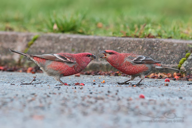 TALLBIT / PINE GROSBEAK (Pinicola enucleator)