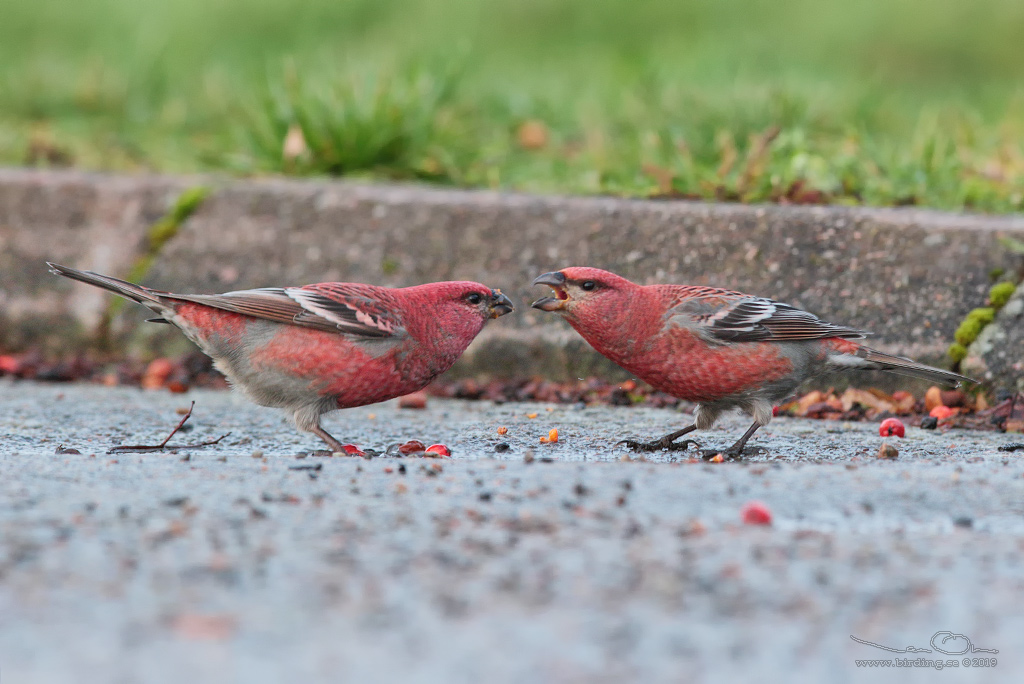 TALLBIT / PINE GROSBEAK (Pinicola enucleator) - Stng / Close