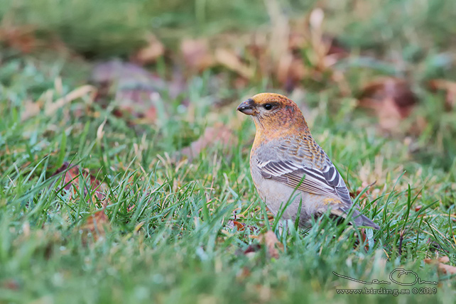 TALLBIT / PINE GROSBEAK (Pinicola enucleator)