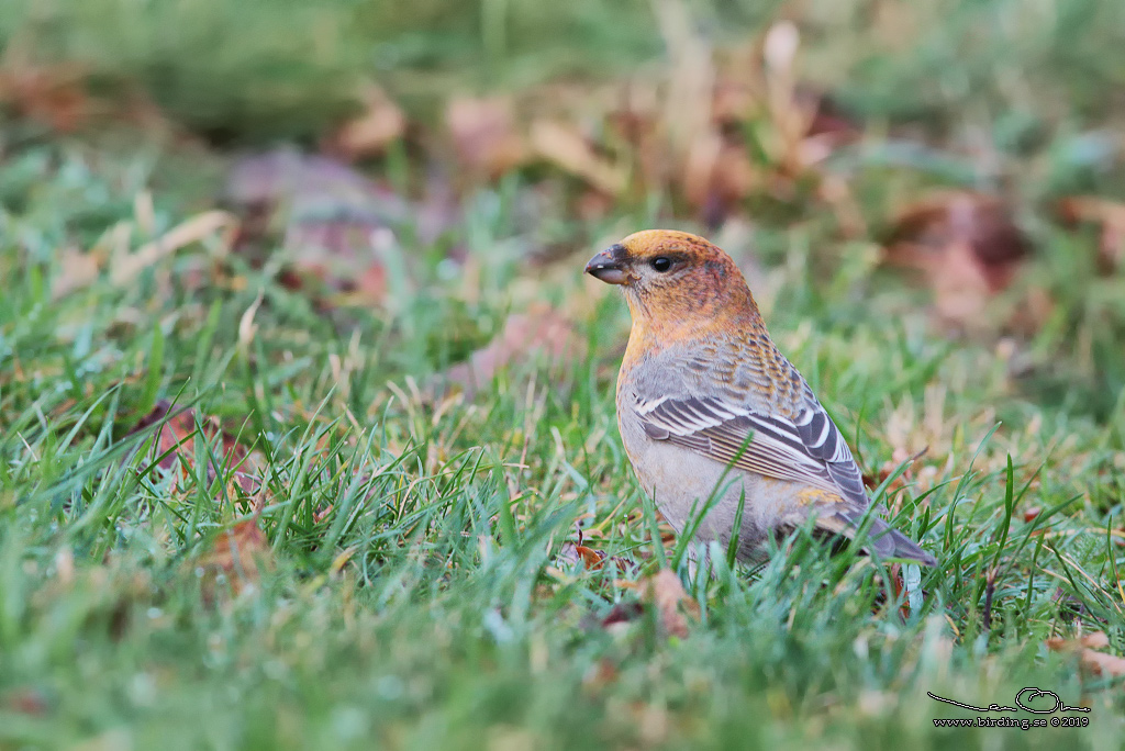 TALLBIT / PINE GROSBEAK (Pinicola enucleator) - Stng / Close