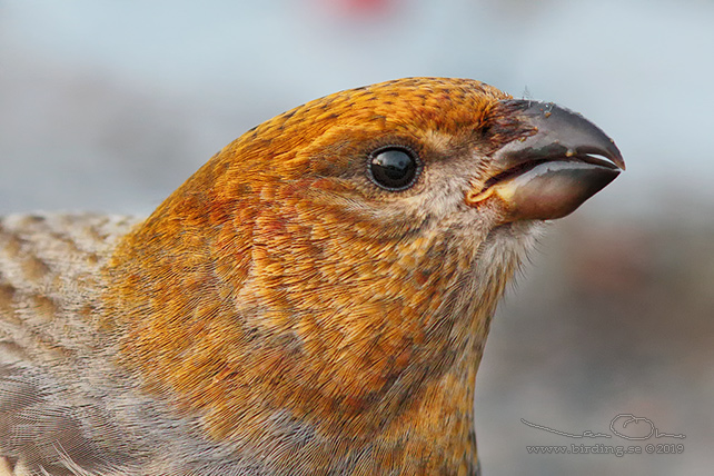 TALLBIT / PINE GROSBEAK (Pinicola enucleator)