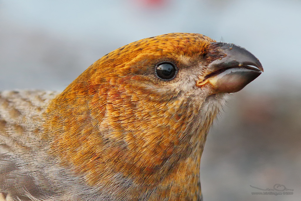 TALLBIT / PINE GROSBEAK (Pinicola enucleator) - Stng / Close