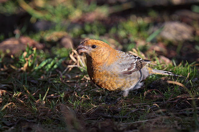 TALLBIT / PINE GROSBEAK (Pinicola enucleator)