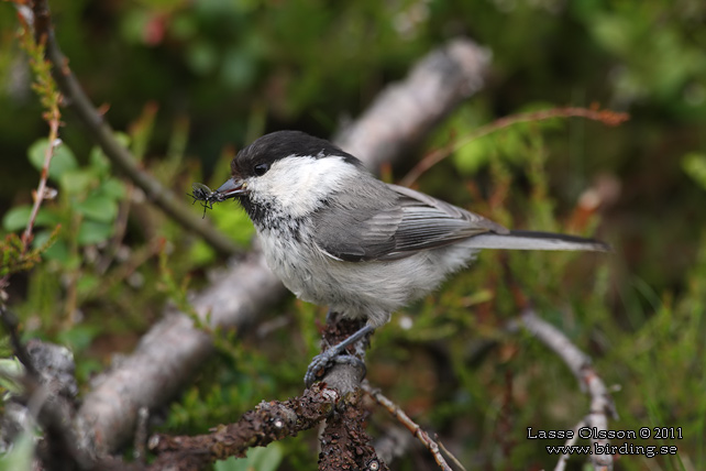 TALLTITA / WILLOW TIT (Poecile montanus) - stor bild / full size