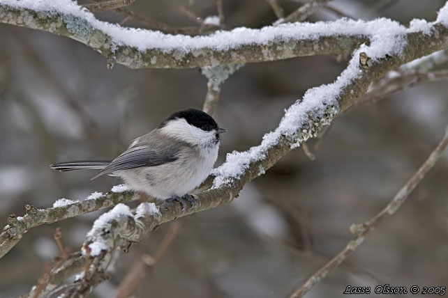 TALLTITA / WILLOW TIT (Poecile montanus)