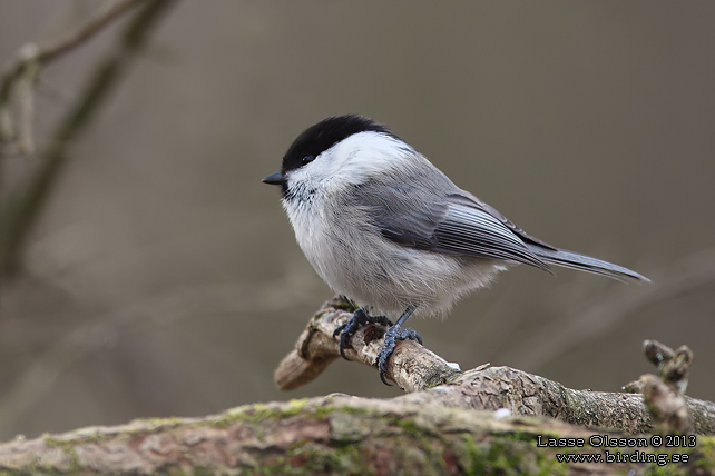 TALLTITA / WILLOW TIT (Poecile montanus) - stor bild / full size