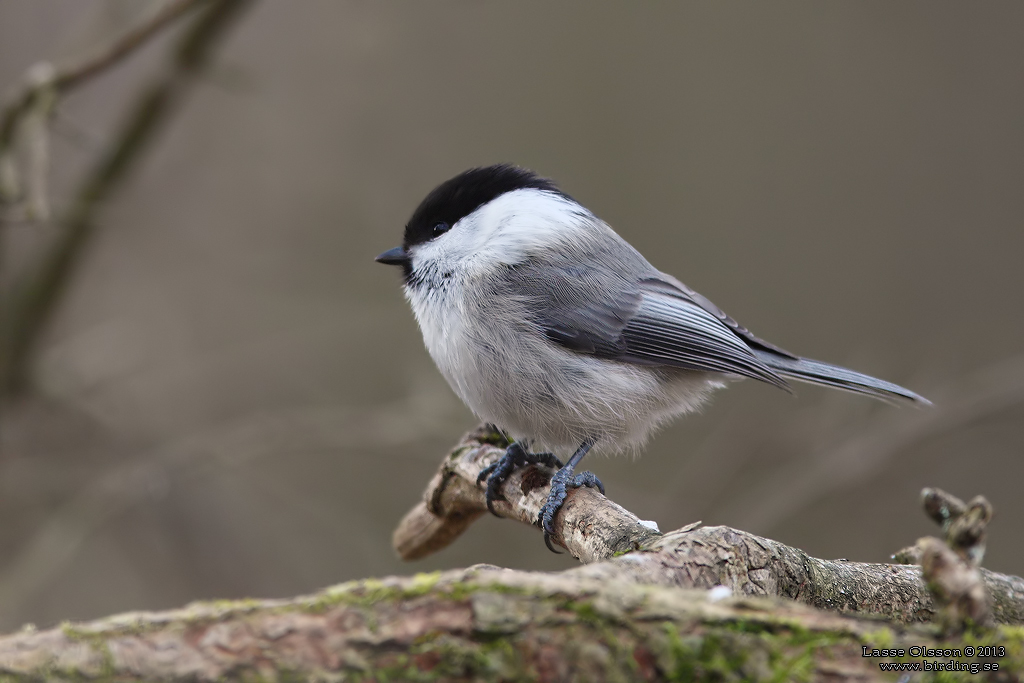 TALLTITA / WILLOW TIT (Poecile montanus) - Stng / close