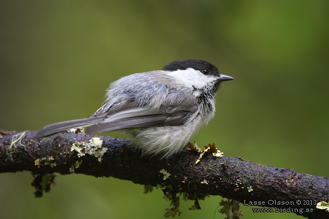 TALLTITA / WILLOW TIT (Poecile montanus) - stor bild / full size