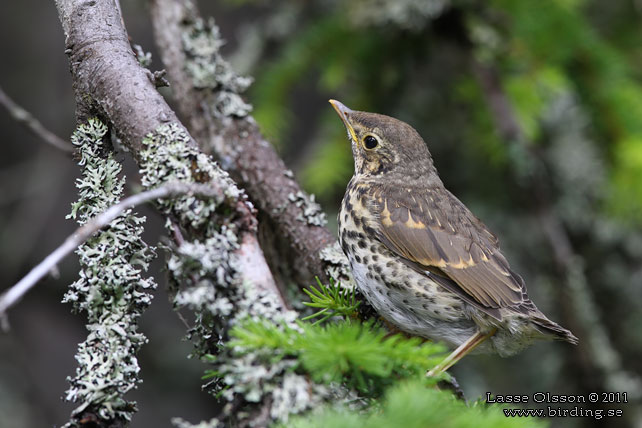 TALTRAST / SONG THRUSH (Turdus philomelos) - stor bild / full size