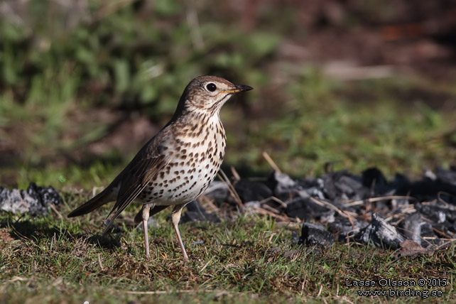 TALTRAST / SONG THRUSH (Turdus philomelos) - stor bild / full size