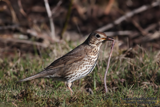 TALTRAST / SONG THRUSH (Turdus philomelos) - stor bild / full size