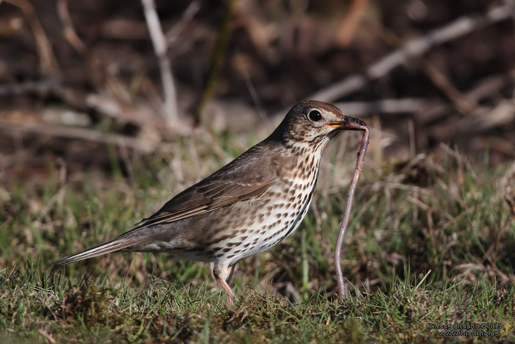 TALTRAST / SONG THRUSH (Turdus philomelos) - Stng / close